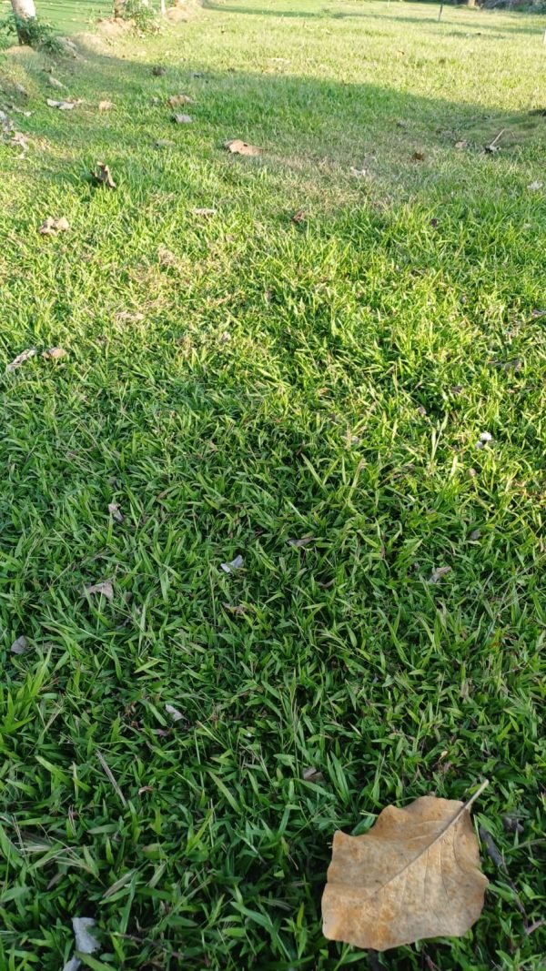 NATURAL GRASS CARPET | Grass for Gardening | Landscaping | Lawn Grass - Image 3