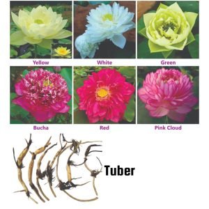 Lotus Plant Tuber with Kit | Lotus live Tubers | Aquatic plants | Rare All season big size hybrid lotus TUBER Orginal Variety Blooming for outdoor & indoor