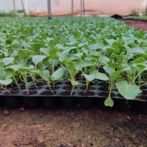 SEEDLING TRAYS | Cavity Trays