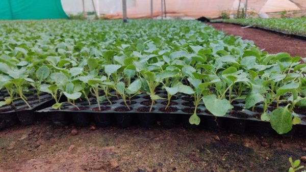 SEEDLING TRAYS | Cavity Trays