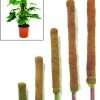 Moss Stick (Creeper Stick) | Moss & Coir Stick for Money Plant Support, Indoor Plants, House Plants & Plant Creepers