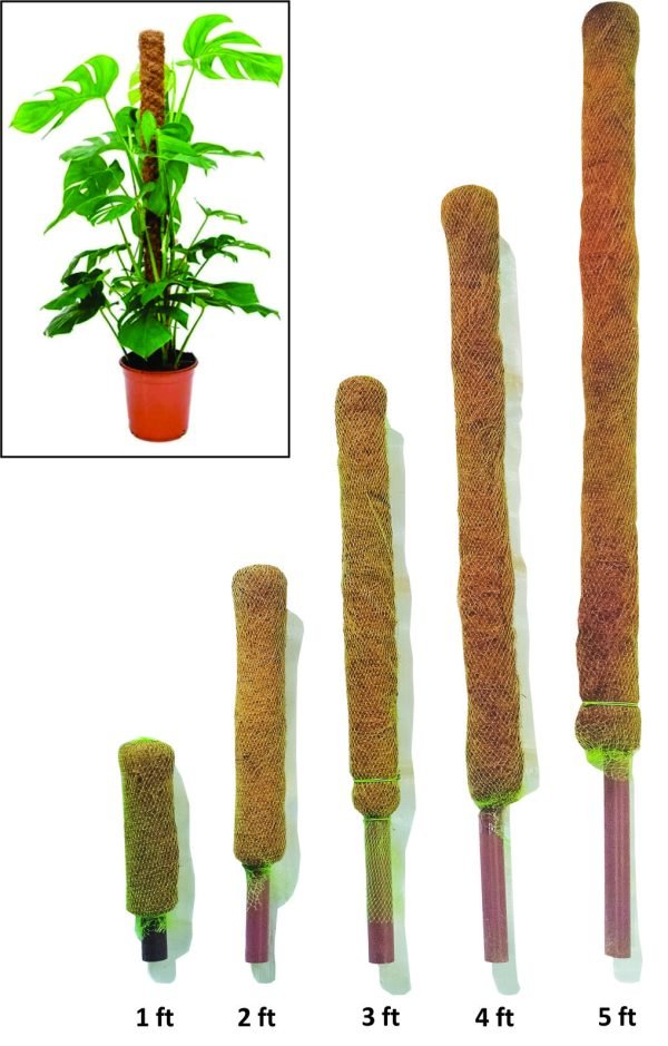 Moss Stick (Creeper Stick) | Moss & Coir Stick for Money Plant Support, Indoor Plants, House Plants & Plant Creepers