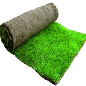 NATURAL GRASS CARPET | Grass for Gardening | Landscaping | Lawn Grass